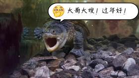 大连探店老虎爆料事件视频,老虎爆料事件视频引发热议  第1张